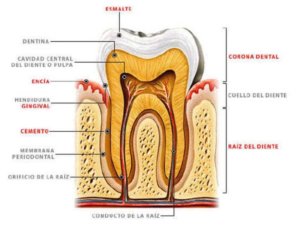 Infografía donde se observan todas las partes de una pieza dental